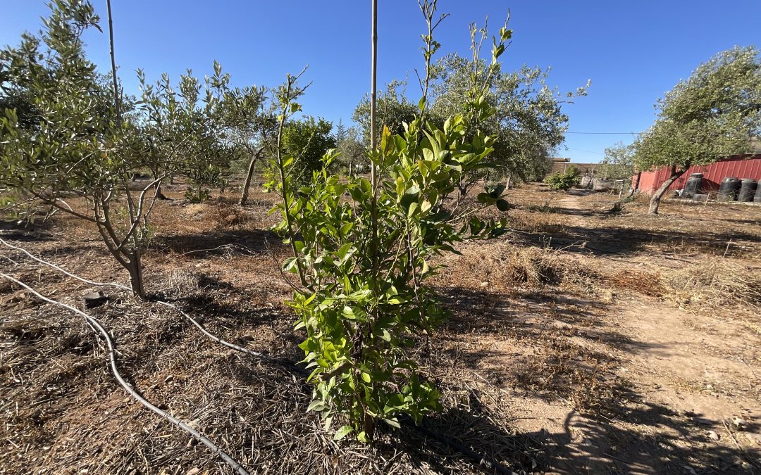 Sistema de riego tecnificado para uso eficiente del agua en agricultura