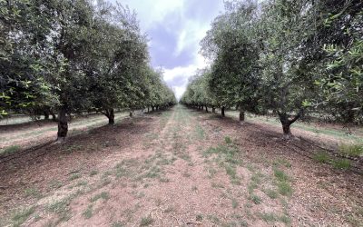 ¿Qué sector utiliza más agua en Chile?